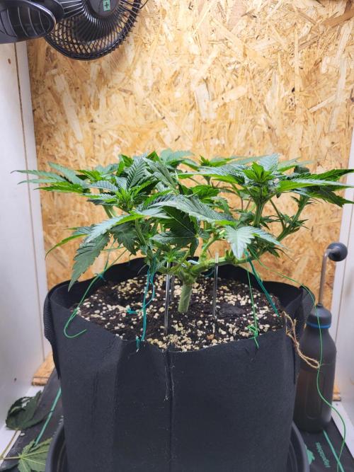 Mexican Sativa. Week 9