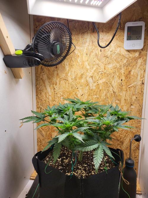 Mexican Sativa. Week 9