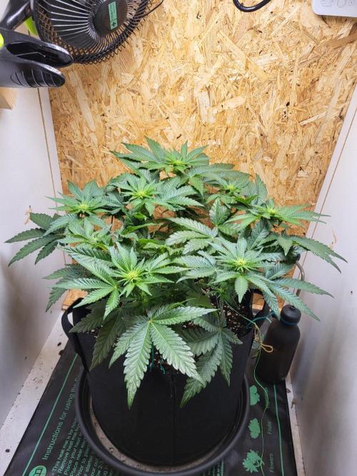 Mexican Sativa. Week 10