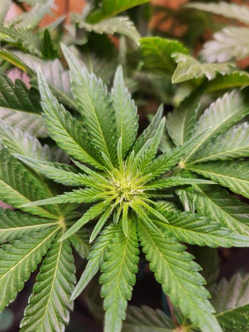 Mexican Sativa. Week 10