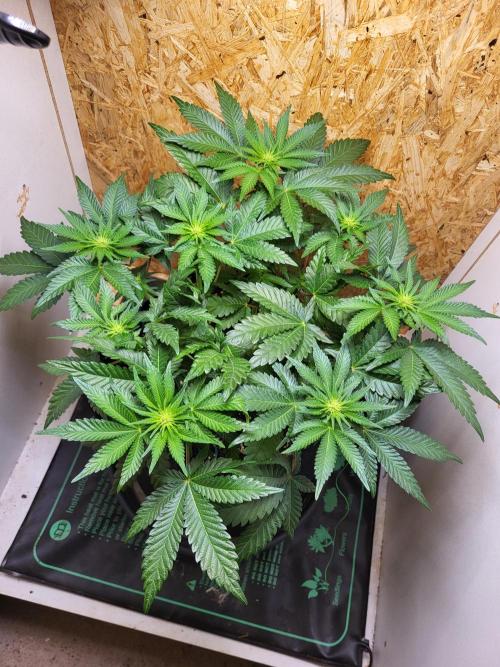 Mexican Sativa. Week 10