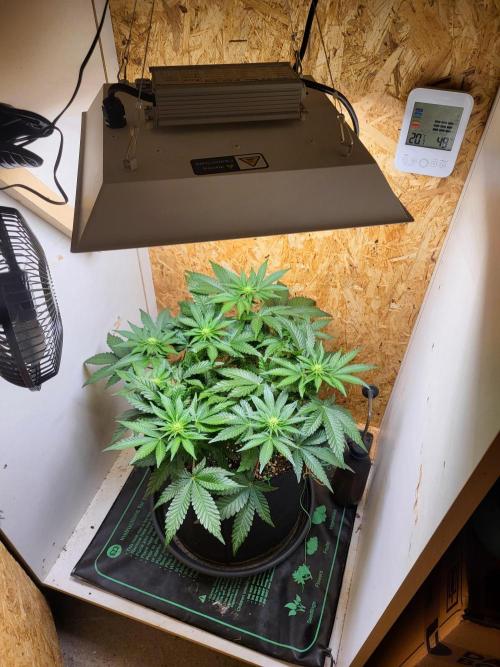 Mexican Sativa. Week 10