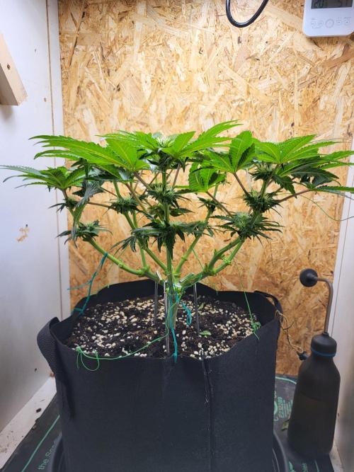Mexican Sativa. Week 10