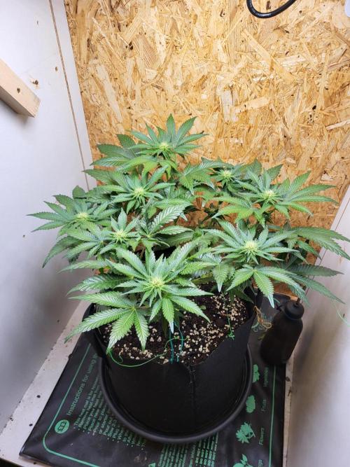 Mexican Sativa. Week 10