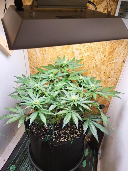 Mexican Sativa. Week 11