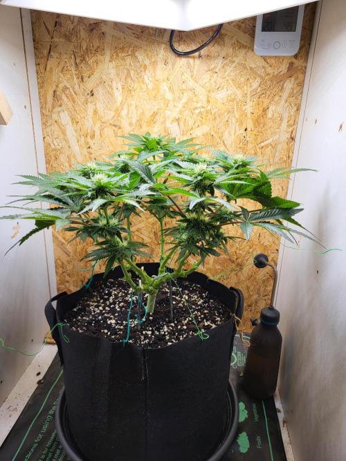 Mexican Sativa. Week 11