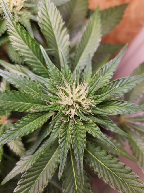 Mexican Sativa. Week 11