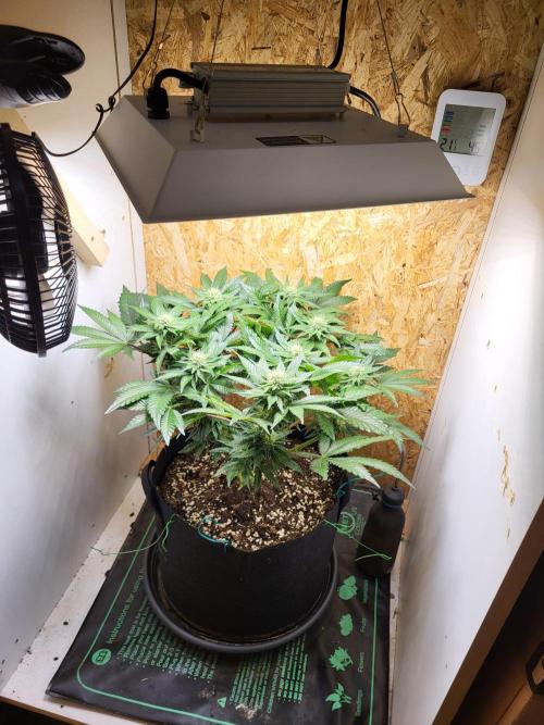 Mexican Sativa. Week 11