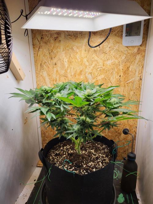 Mexican Sativa. Week 11