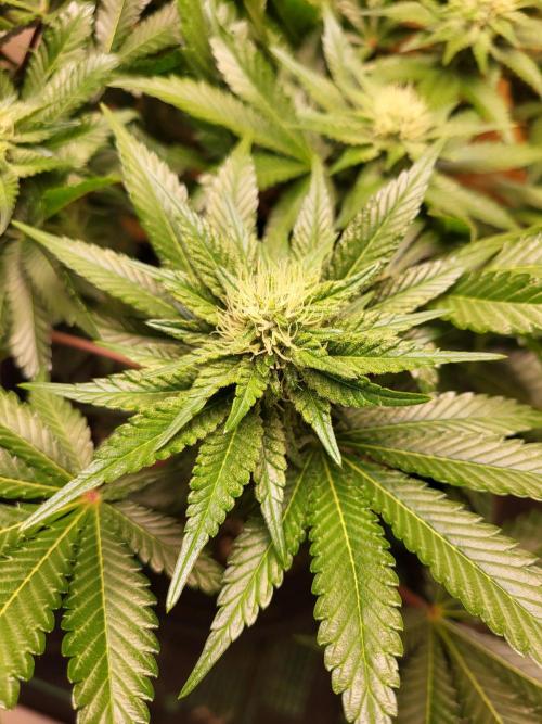 Mexican Sativa. Week 11