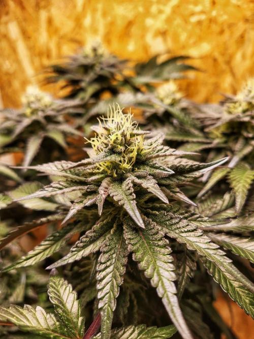 Mexican Sativa. Week 13