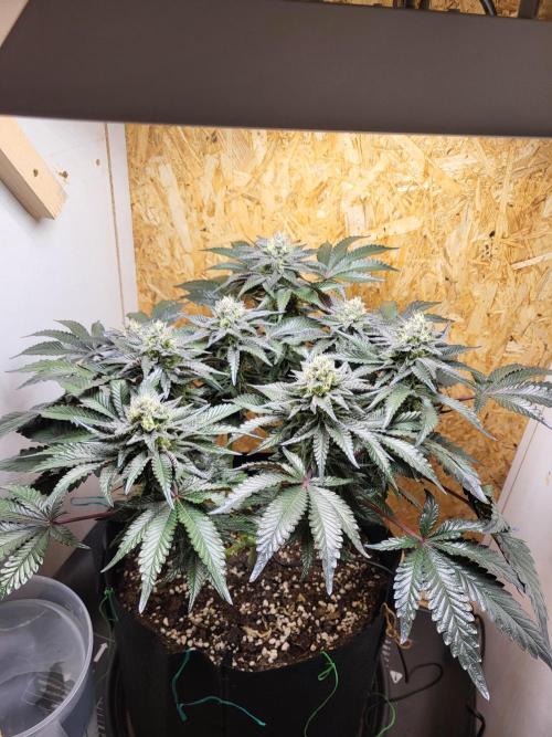 Mexican Sativa. Week 14