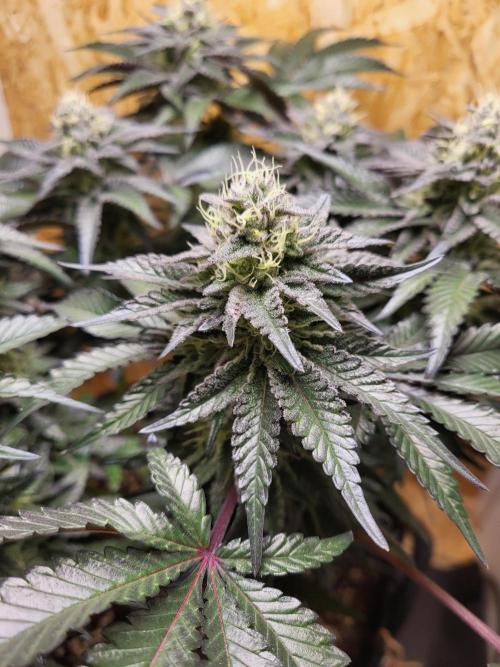 Mexican Sativa. Week 14