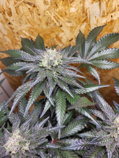 Mexican Sativa. Week 14