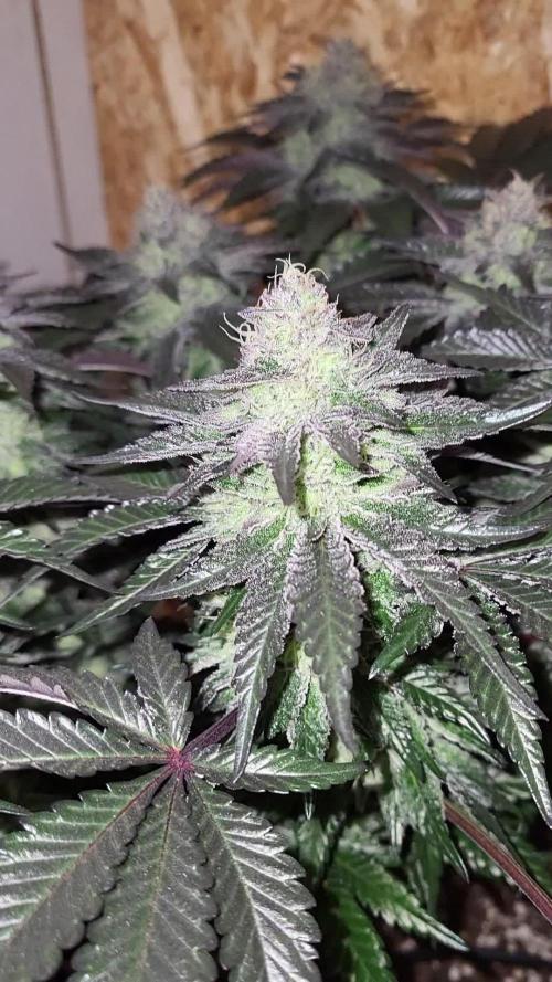 Mexican Sativa