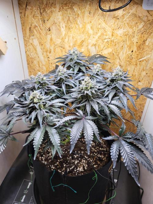 Mexican Sativa. Week 15
