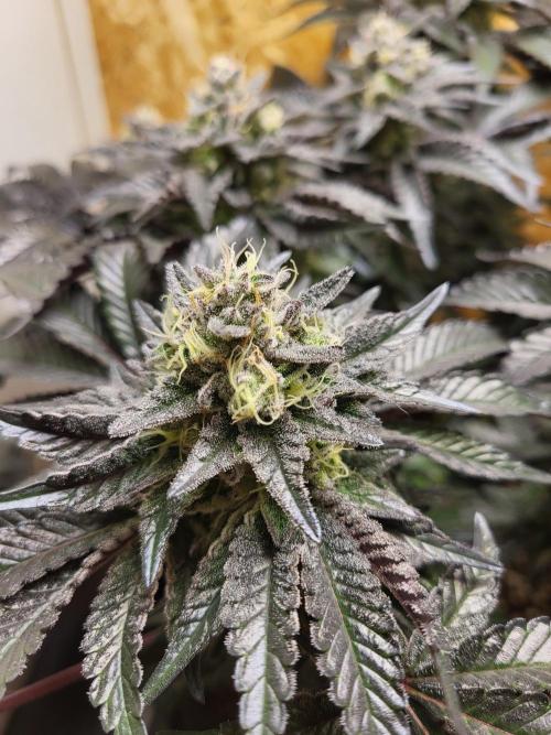 Mexican Sativa. Week 15