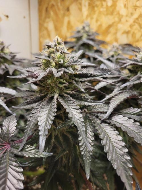 Mexican Sativa. Week 15