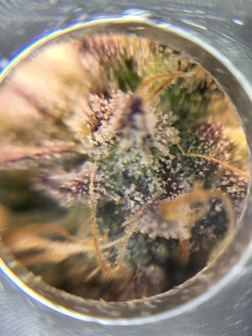 Mexican Sativa. Week 15