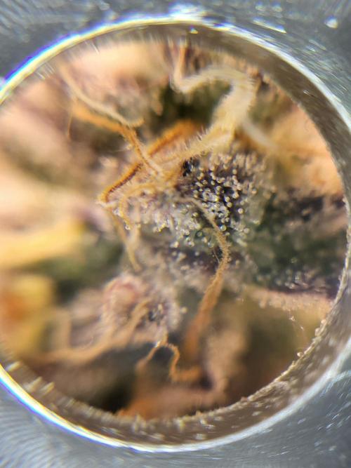 Mexican Sativa. Week 15