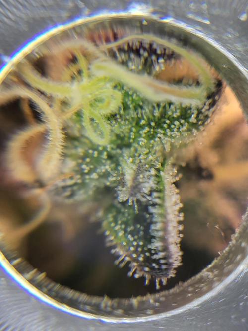 Mexican Sativa. Week 15