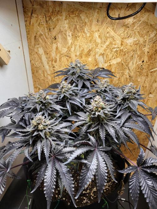 Mexican Sativa. Week 16