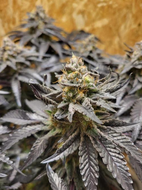 Mexican Sativa. Week 16