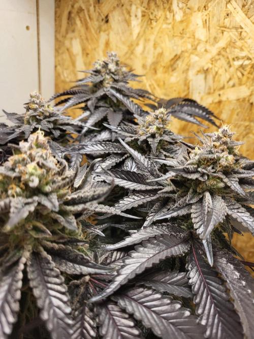 Mexican Sativa. Week 16