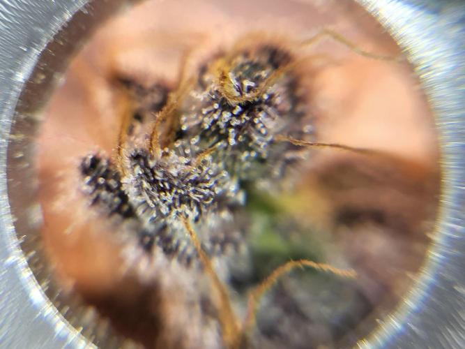 Mexican Sativa. Week 16