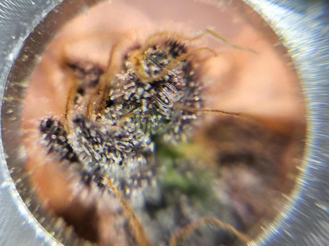 Mexican Sativa. Week 16