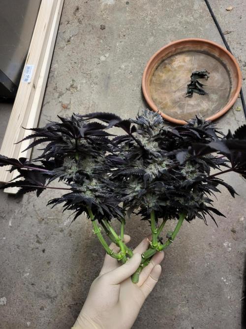 Mexican Sativa. Week 17