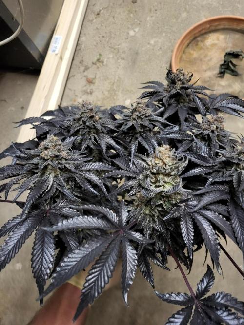 Mexican Sativa. Week 17