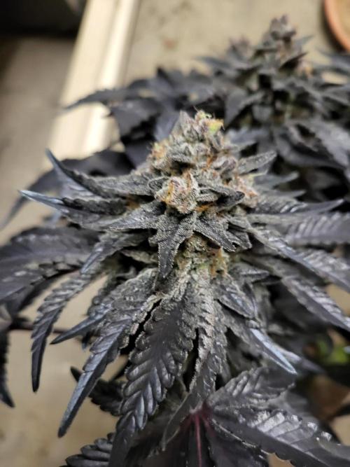 Mexican Sativa. Week 17