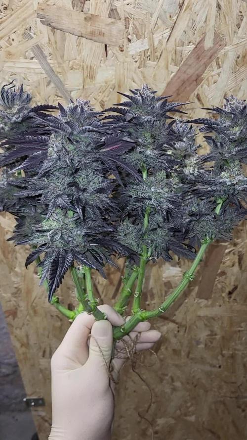 Mexican Sativa