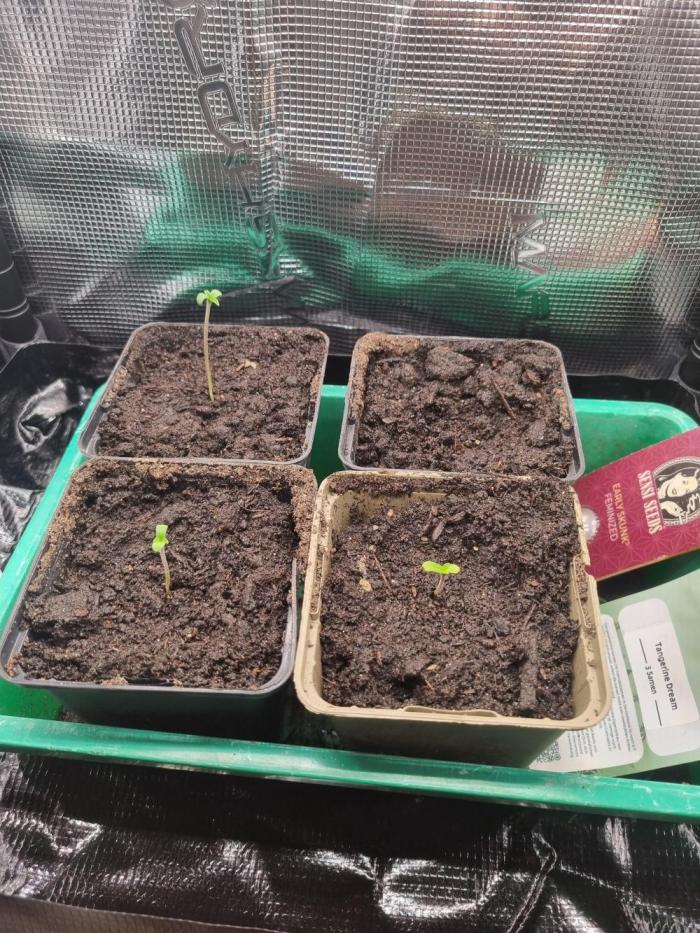 Early Skunk Fem. + Tangerine Dream. Week 0