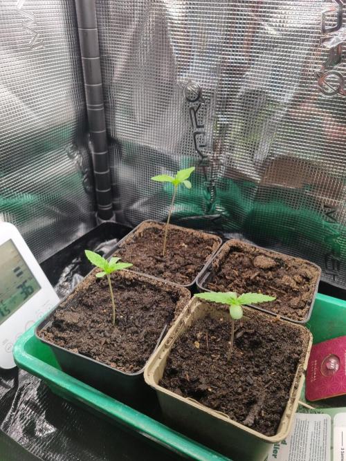 Early Skunk Fem. + Tangerine Dream Fem.. Week 1
