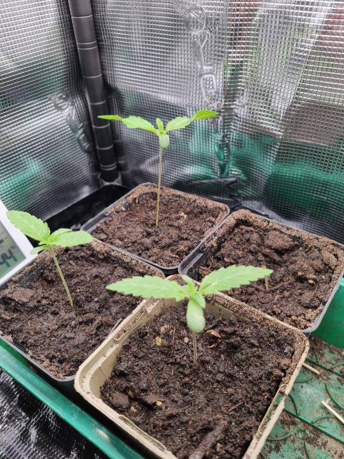 Early Skunk Fem. + Tangerine Dream Fem.. Week 1
