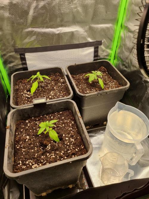 Early Skunk Fem. + Tangerine Dream Fem.. Week 2