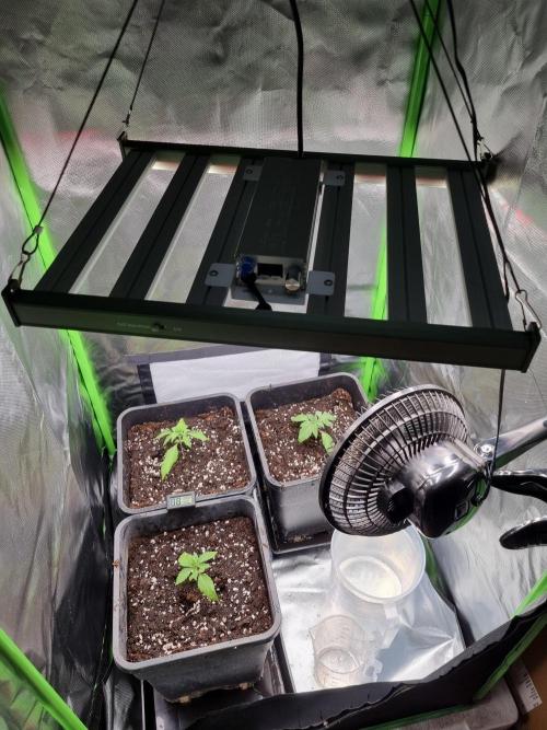 Early Skunk Fem. + Tangerine Dream Fem.. Week 2