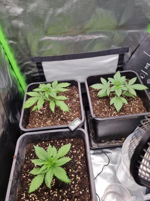 Early Skunk Fem. + Tangerine Dream Fem.. Week 3