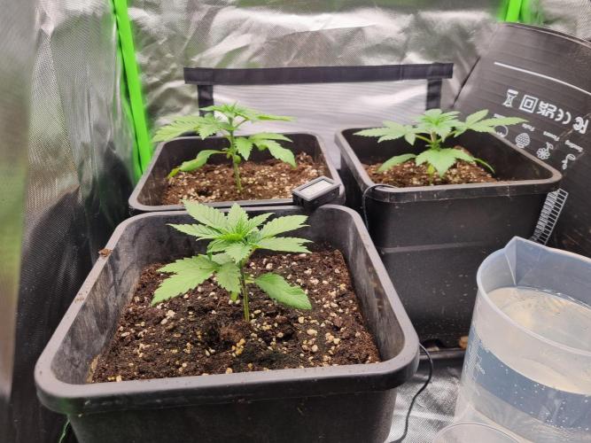 Early Skunk Fem. + Tangerine Dream Fem.. Week 3