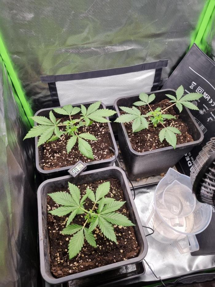 Early Skunk Fem. + Tangerine Dream Fem.. Week 4