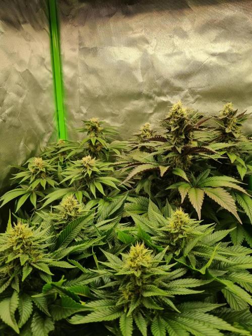 Early Skunk Fem. + Tangerine Dream Fem.. Week 11