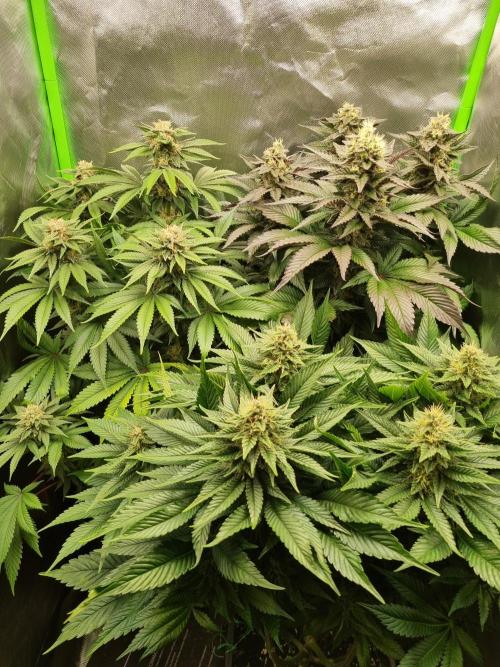 Early Skunk Fem. + Tangerine Dream Fem.. Week 11