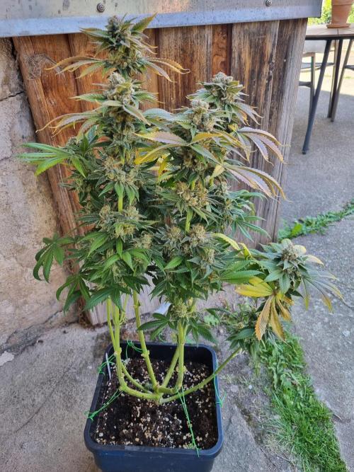 Early Skunk Fem. + Tangerine Dream Fem.. Week 17