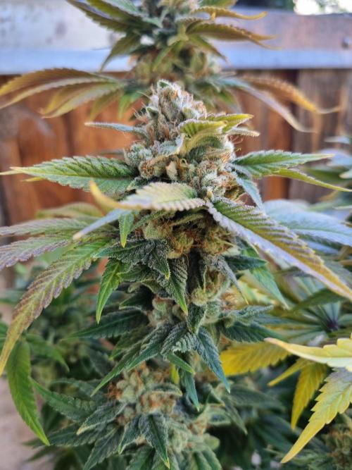 Early Skunk Fem. + Tangerine Dream Fem.. Week 17