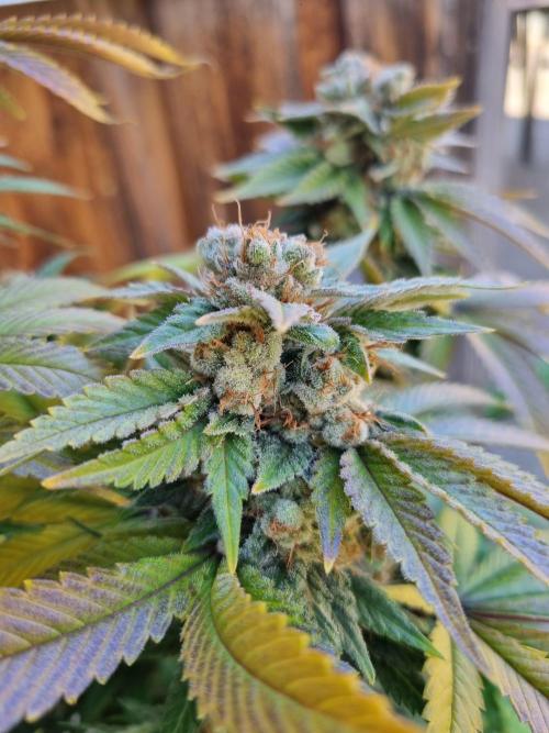 Early Skunk Fem. + Tangerine Dream Fem.. Week 17