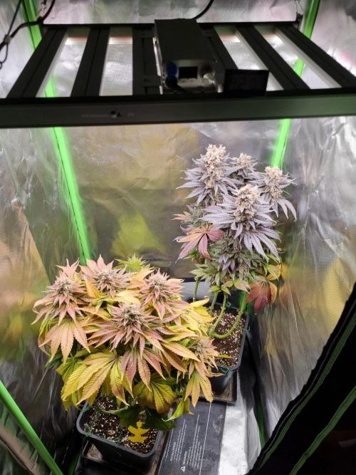 Early Skunk Fem. + Tangerine Dream Fem.. Week 19