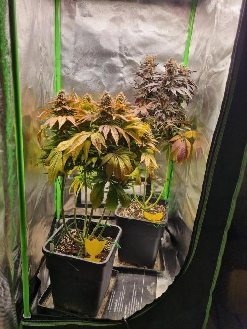 Early Skunk Fem. + Tangerine Dream Fem.. Week 19
