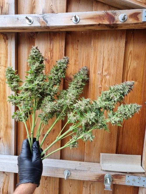 Early Skunk Fem. + Tangerine Dream Fem.. Week 19